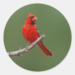 Adesivo Cardinal do norte