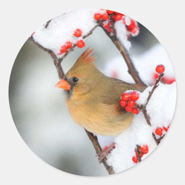 Adesivo Cardinal-do-norte fêmea em Winterberry Comum (Frente)