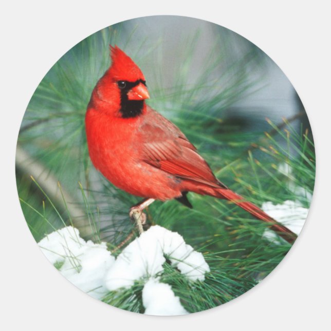 Adesivo Cardinal-do-norte macho na árvore, IL (Frente)