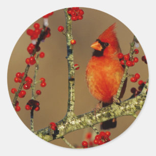 Adesivo Cardinal-vermelho macho empoleirado, IL