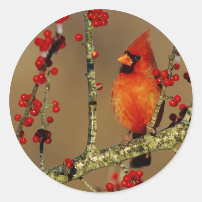 Adesivo Cardinal-vermelho macho empoleirado, IL (Frente)