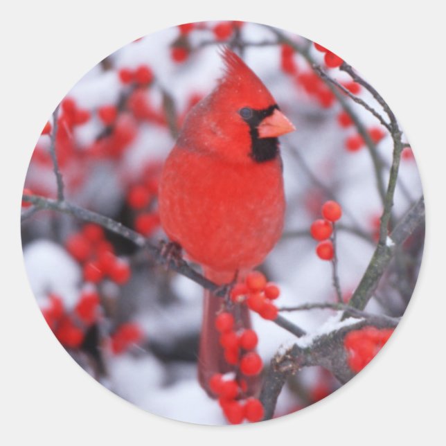 Adesivo Cardinal-vermelho macho, Inverno, IL (Frente)