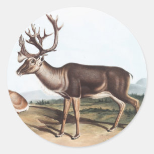 Adesivo Cariou, American Rein Deer (Tarandus furcifer)