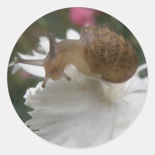 Adesivo Carnajas de Jardim e Vinhetas Brancas