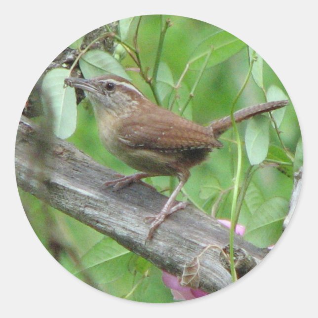 Adesivo Carolina Wren Sticker (Frente)