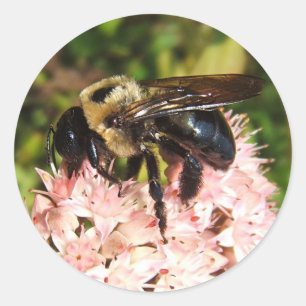 Adesivo Carpenter Bee ~ sticker