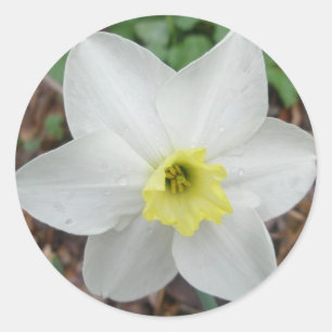 Adesivo Cartão de Nota de Narciso Branco e Amarelo