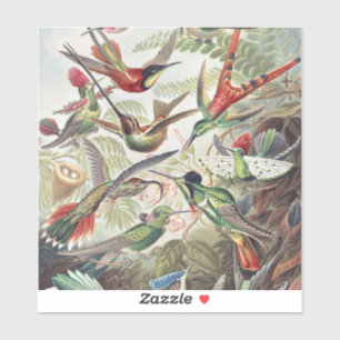 Adesivo Cartaz Colorido Vintage de Beija-flor de Ernst Hae