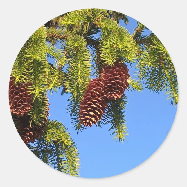 Adesivo Cartaz fotográfico da floresta natural com galhos (Frente)