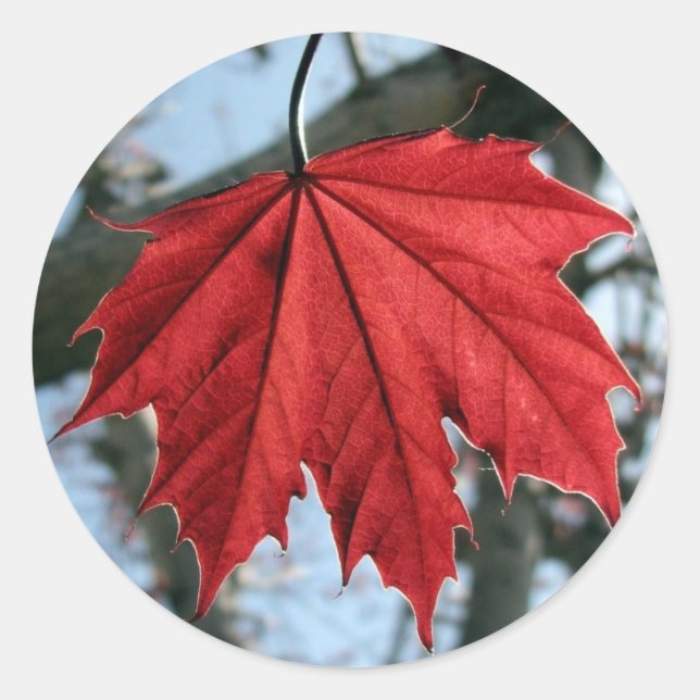 Adesivo Cartazes com folhas redondas de folhas canadianas (Frente)