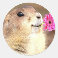 Cartazes de cães da Prairie