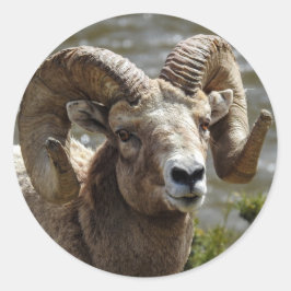 Adesivo Cartucho de Ovelha Bighorn