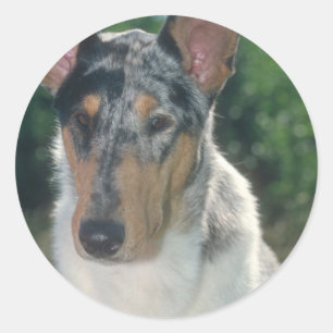 Adesivo Casaco liso do Collie azul de Merle