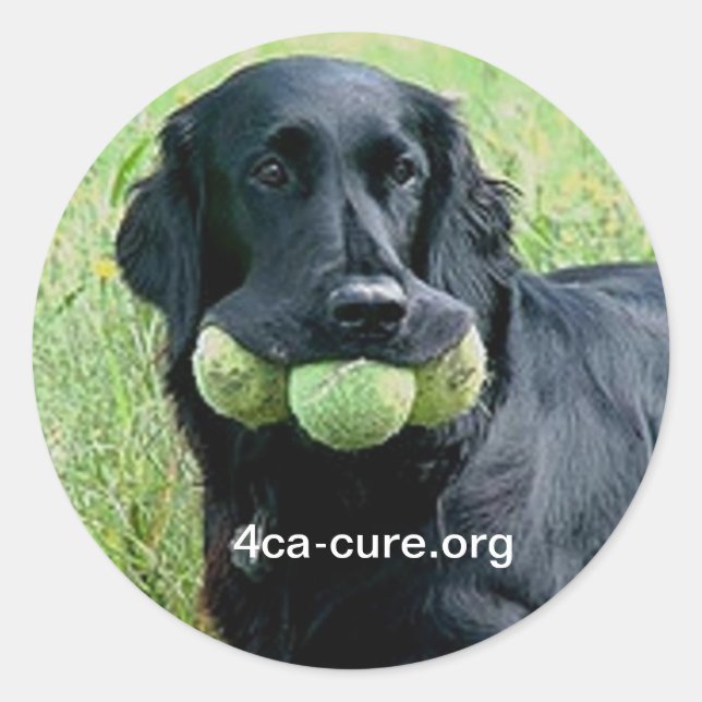 Adesivo Casey Sticker (Frente)