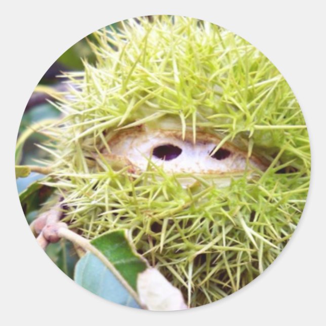 Adesivo Castanha (Frente)