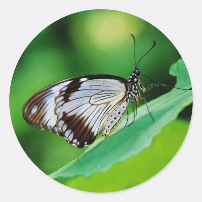 Adesivo Castanho escuro e borboleta Cinza (Frente)