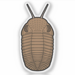 Adesivo Castanho Phacops Trilobite - Vinil Animal Pré-His