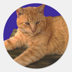 Adesivo Cat 8, Stickers