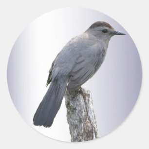 Adesivo Catbird