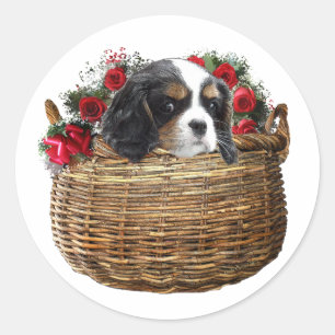 Adesivo Cavalier King Charles Spaniel