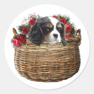 Adesivo Cavalier King Charles Spaniel