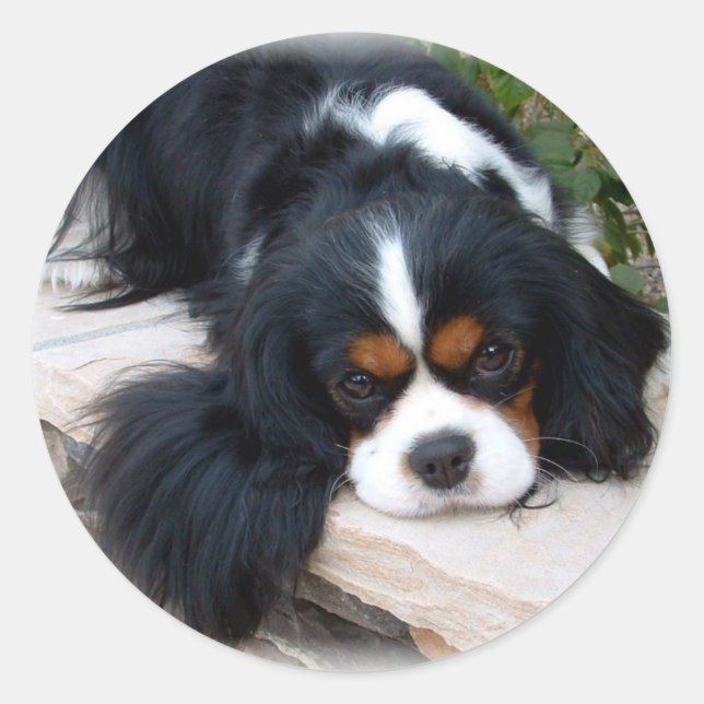 Adesivo Cavalier King Charles Spaniel (Frente)