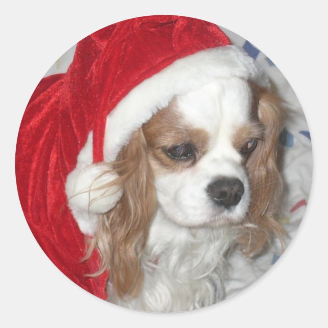 ADESIVO CAVALIER KING CHARLES SPANIEL DOG COM SANTA HAT (Frente)