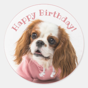 Adesivo Cavalier King Charles Spaniel Pink Feliz Aniversár