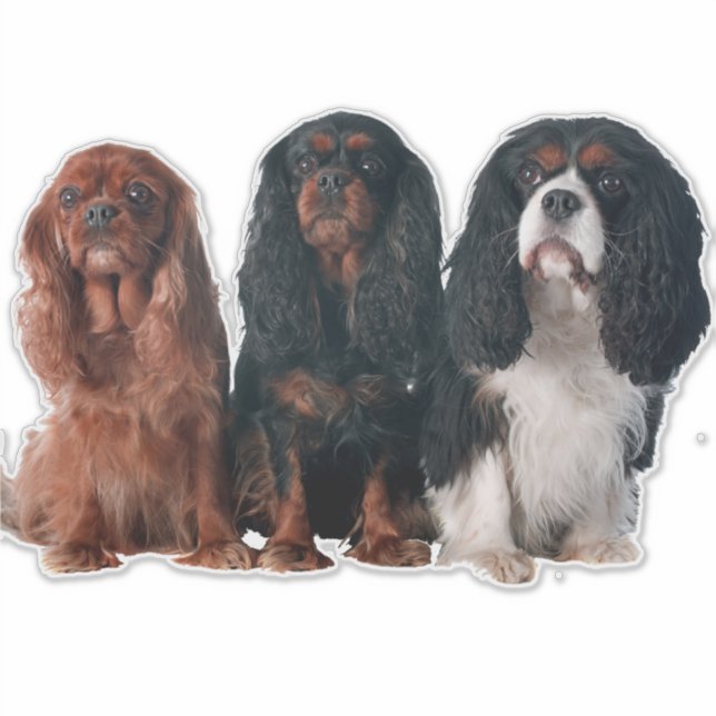 Adesivo Cavalier King Charles Spaniel Puppy Dog (Frente)