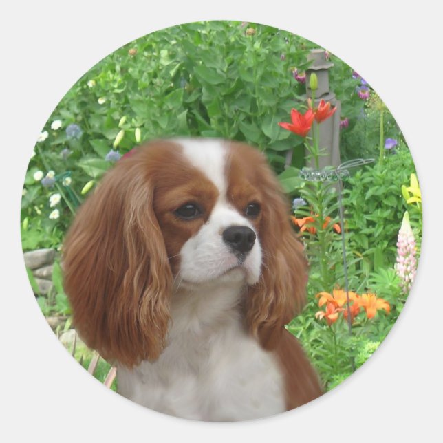 Adesivo Cavalier King Charles Spaniel Sticker (Frente)
