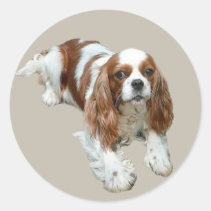 Adesivo Cavalier King Charles Spaniel Sticker