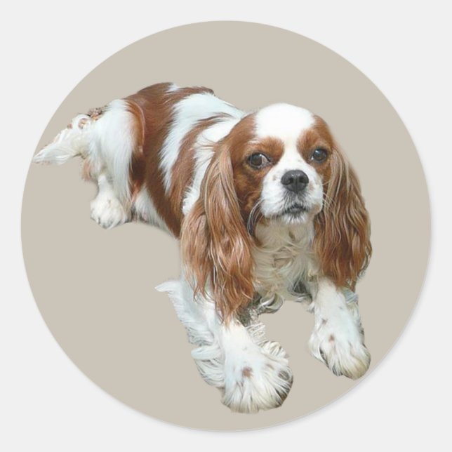 Adesivo Cavalier King Charles Spaniel Sticker (Frente)