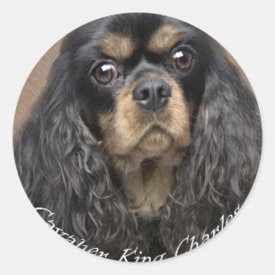 Adesivo Cavalier King Charles Spaniel Stickers