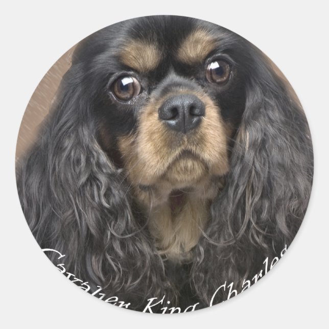 Adesivo Cavalier King Charles Spaniel Stickers (Frente)