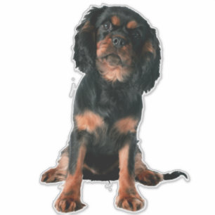 Adesivo Cavalier Rei Charles Spaniel Cachorro