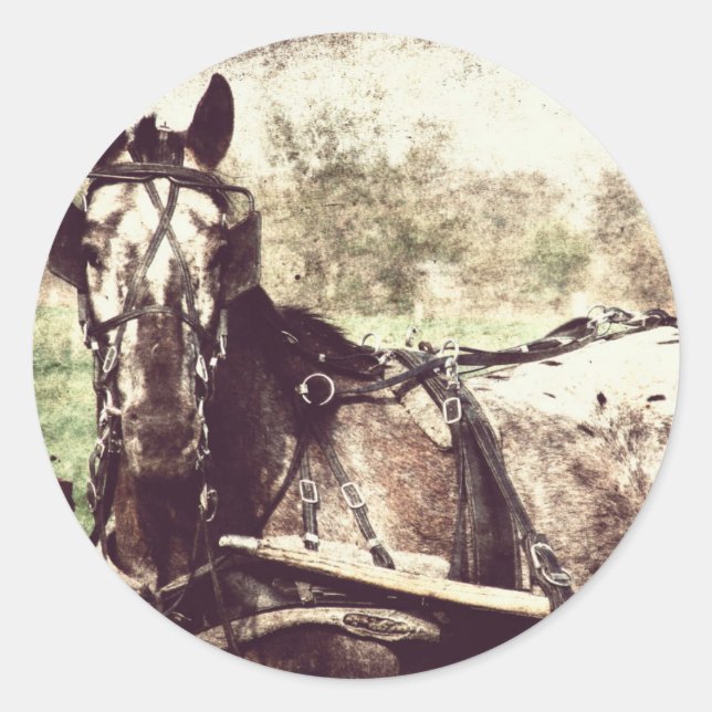 Adesivo Cavalo Appaloosa (Frente)