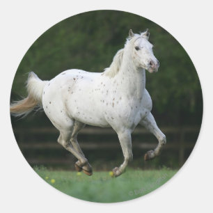 Adesivo Cavalo Appaloosa Correndo 1