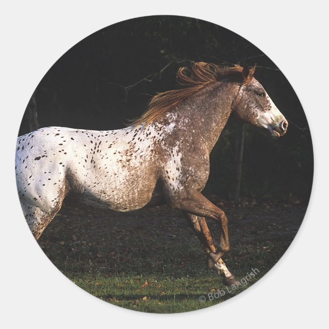 Adesivo Cavalo Appaloosa Correndo 4 (Frente)