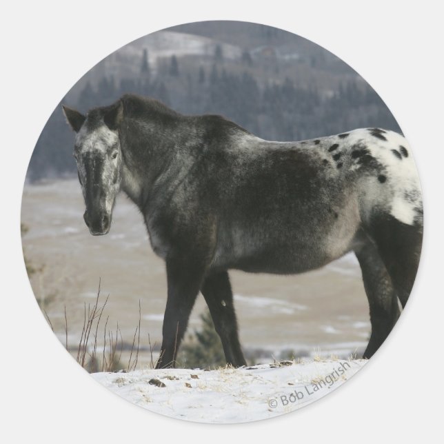 Adesivo Cavalo Appaloosa na Neve (Frente)