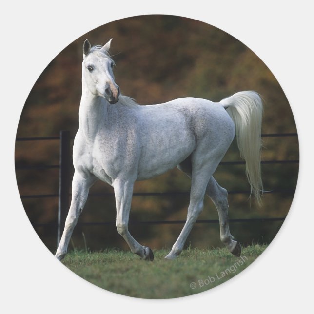 Adesivo Cavalo Árabe Correndo 1 (Frente)