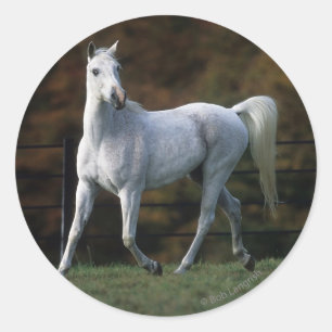 Adesivo Cavalo árabe que funciona 1