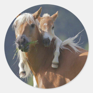 Adesivo Cavalo da mãe e do bebê