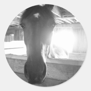 Adesivo Cavalo de Barn.Fotografia Preta e Branca