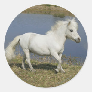 Adesivo Cavalo diminuto que funciona perto da água