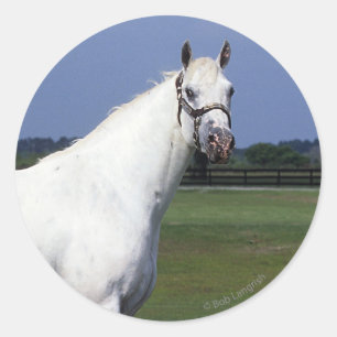 Adesivo Cavalo do Appaloosa