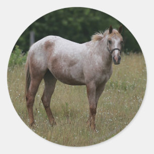 Adesivo Cavalo do Appaloosa que está na grama
