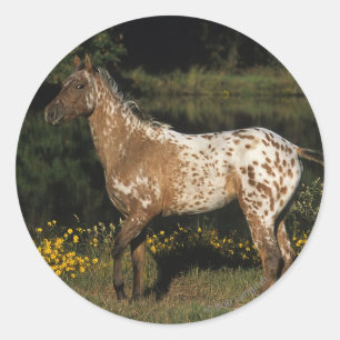 Adesivo Cavalo do Appaloosa que está pelo lago