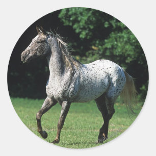 Adesivo Cavalo do Appaloosa que funciona 2