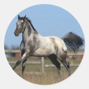 Adesivo Cavalo do Appaloosa que funciona 3