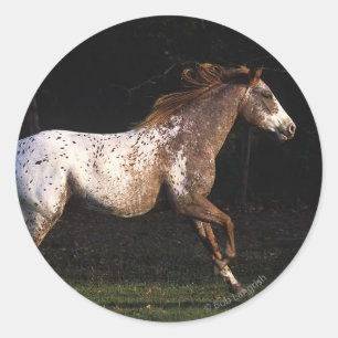 Adesivo Cavalo do Appaloosa que funciona 4